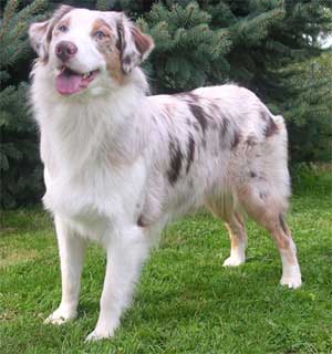 laney